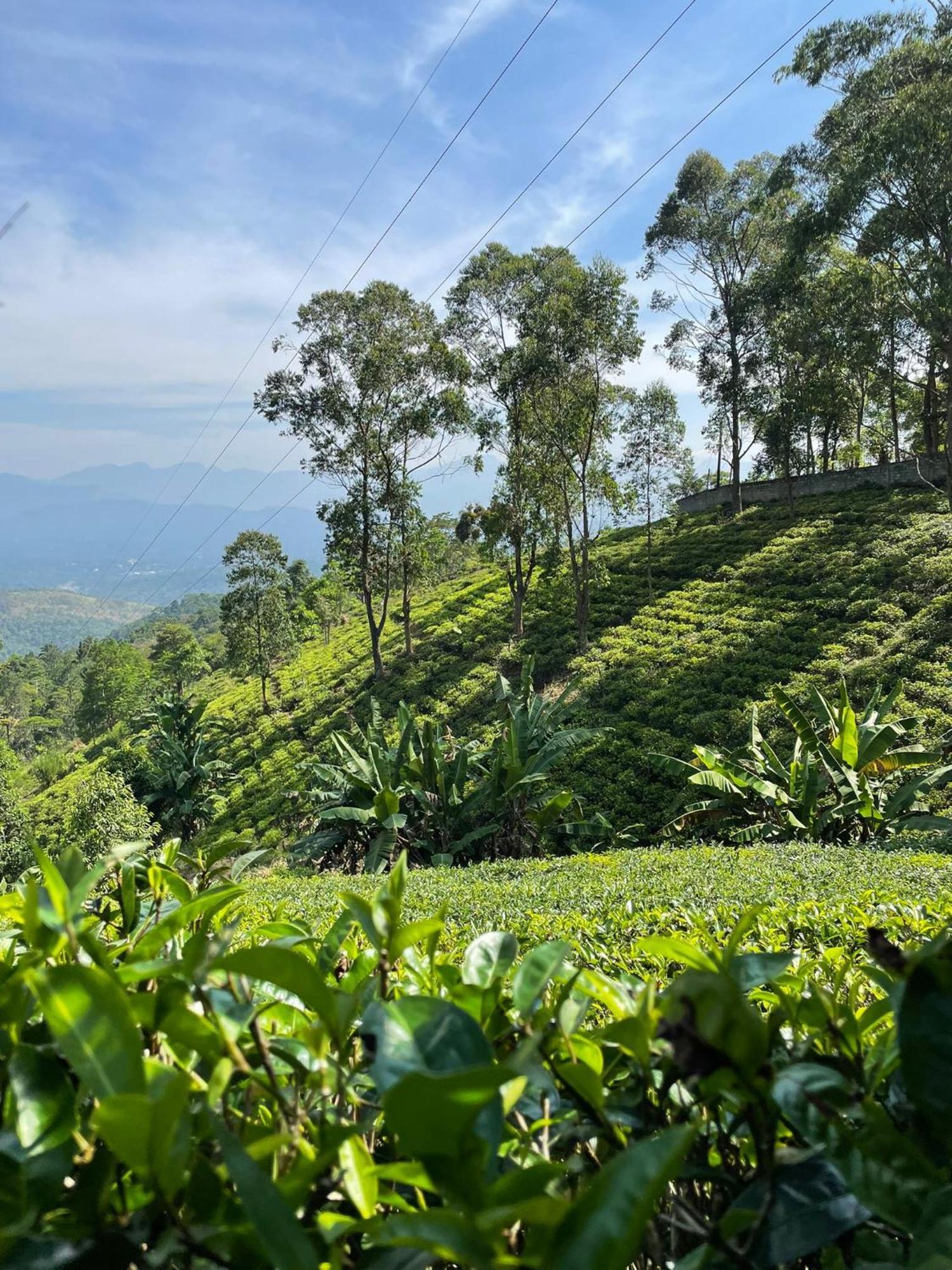 Bellwood Hills & Kandy