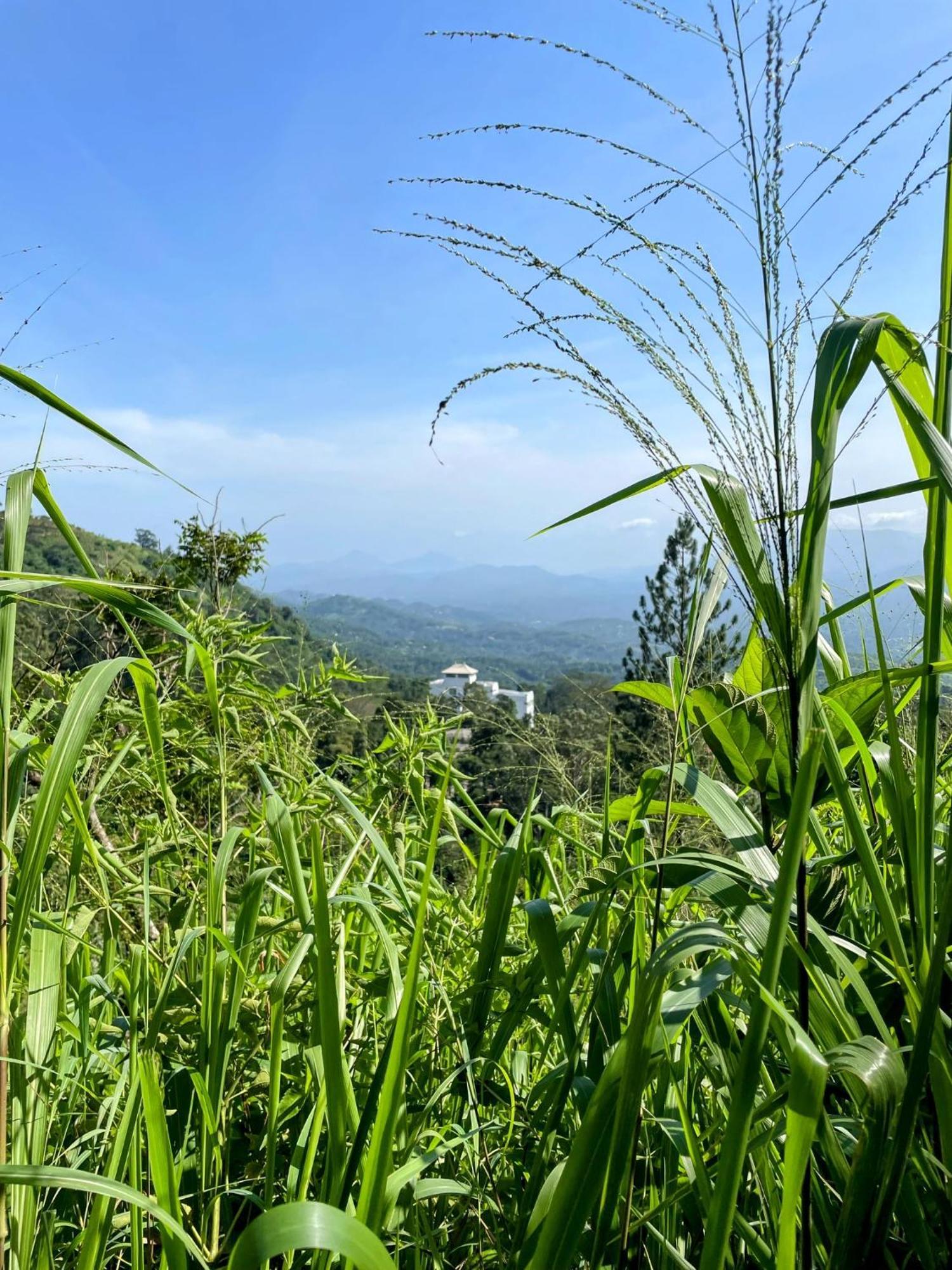 Bellwood Hills & Kandy